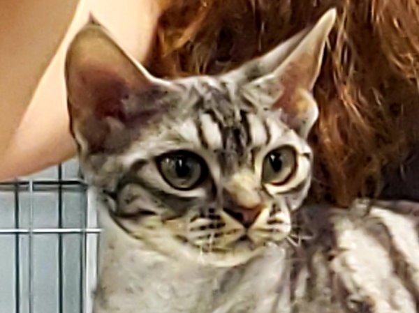 SandSilk Romie,Devon Rex female Cat,Silver Classic Tabby.More information and pictures